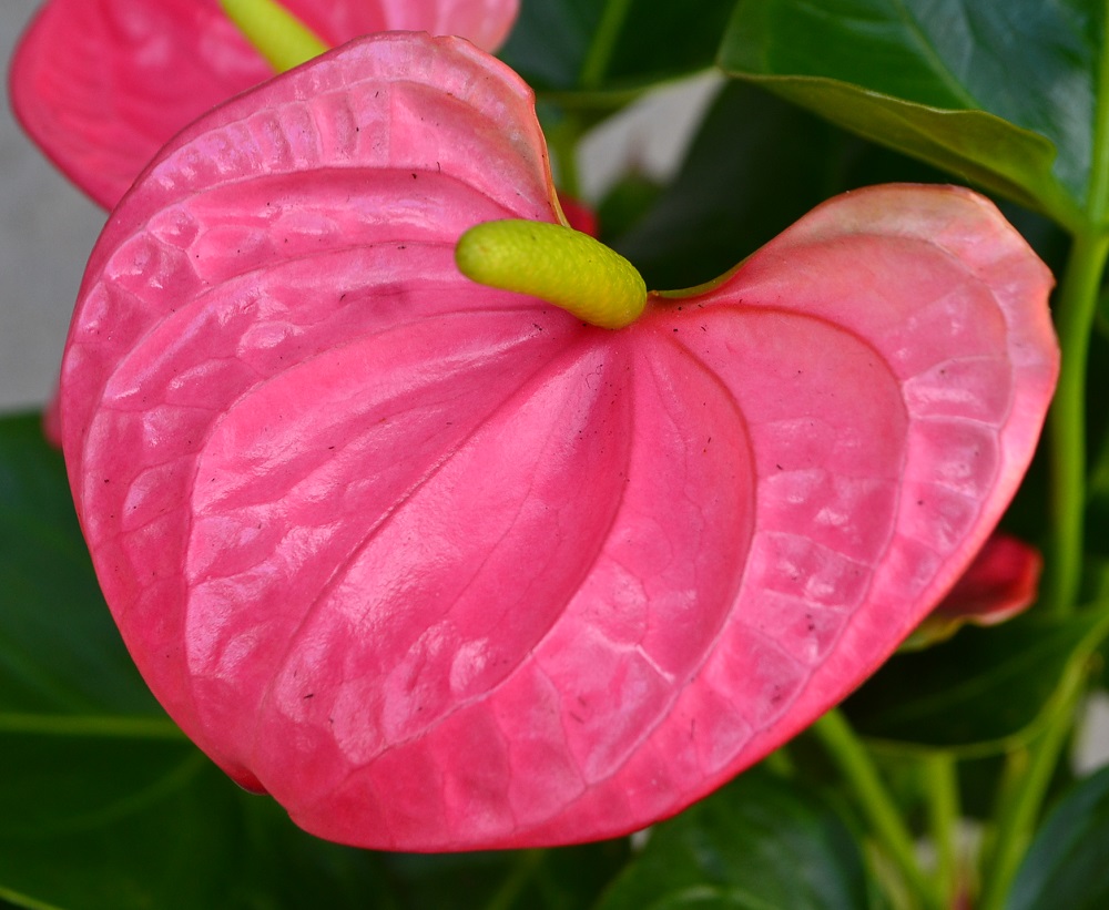 Anthurium Sweet Dream