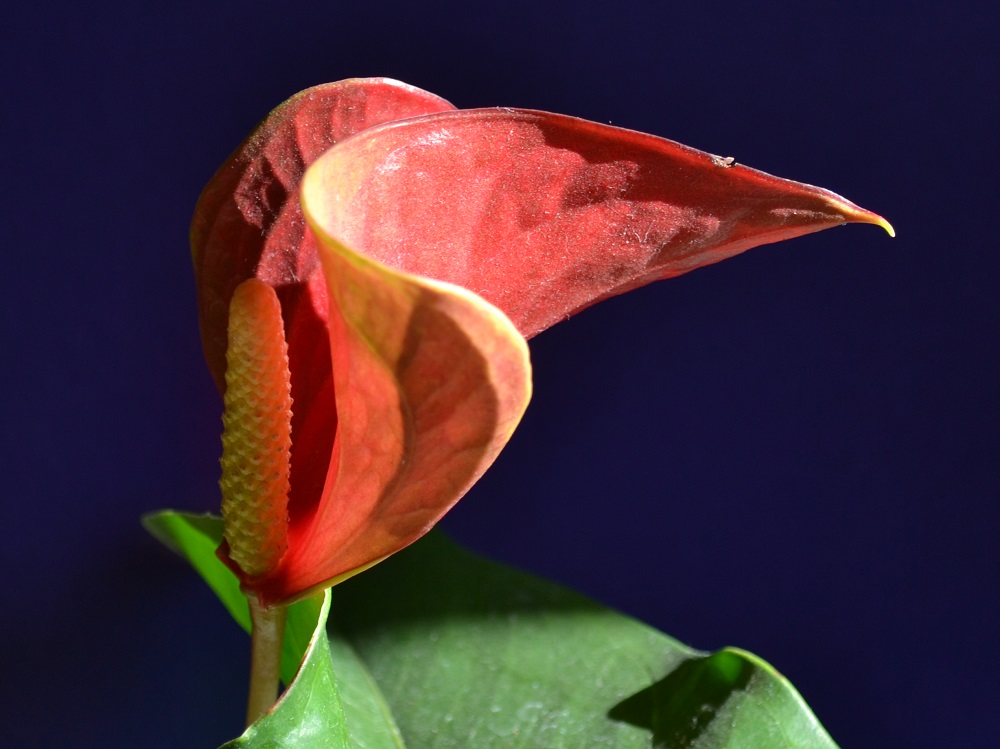 Anthurium     