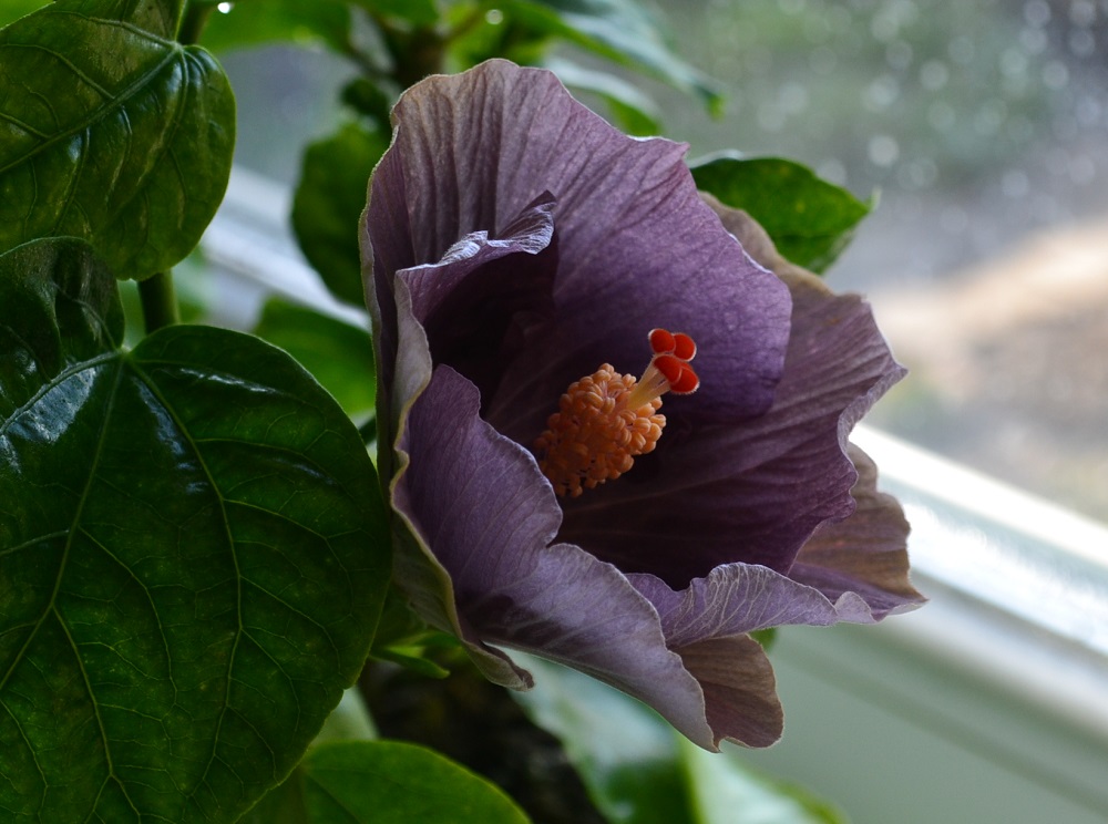   Moorea Mangy Blue