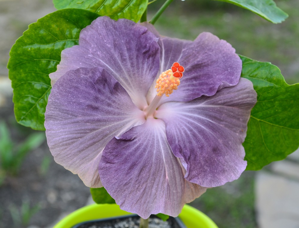  Moorea Mangy Blue   