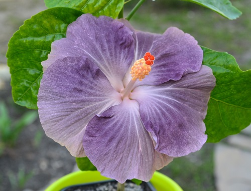 Гибискус сортовой Moorea Mangy Blue
