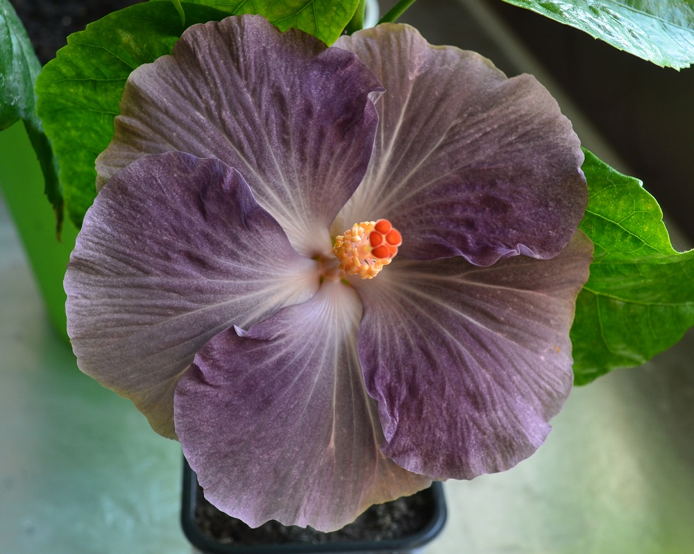 Гибискус сортовой Moorea Mangy Blue
