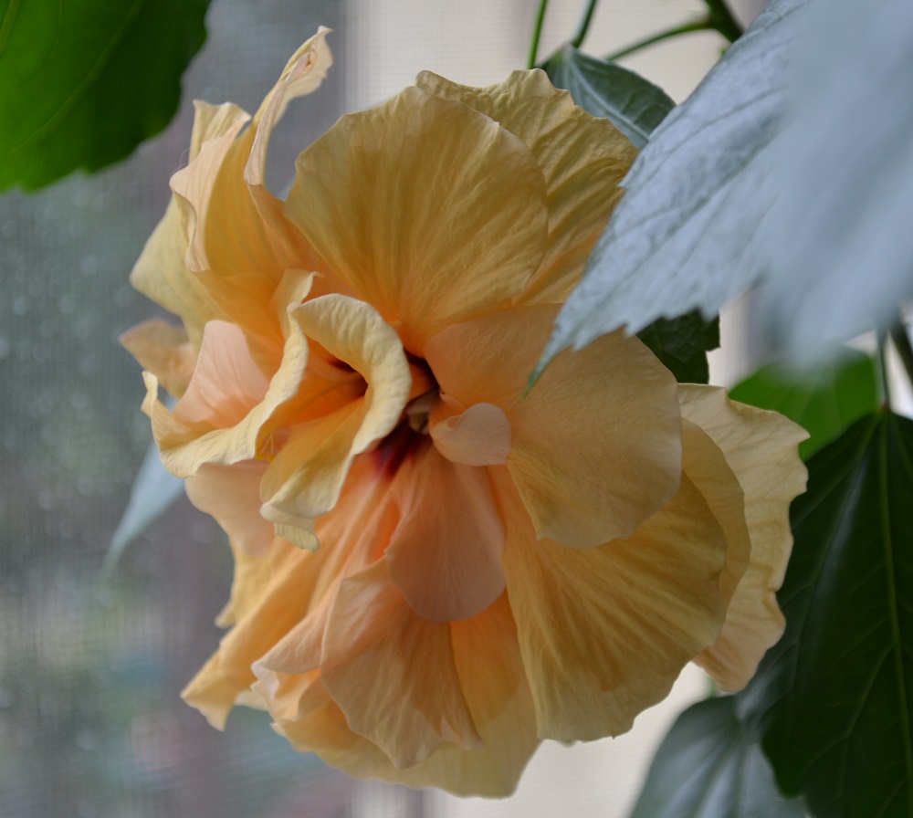 Hibiscus rosa-sinensis Double Peach