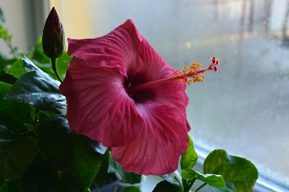    (Cancun)
