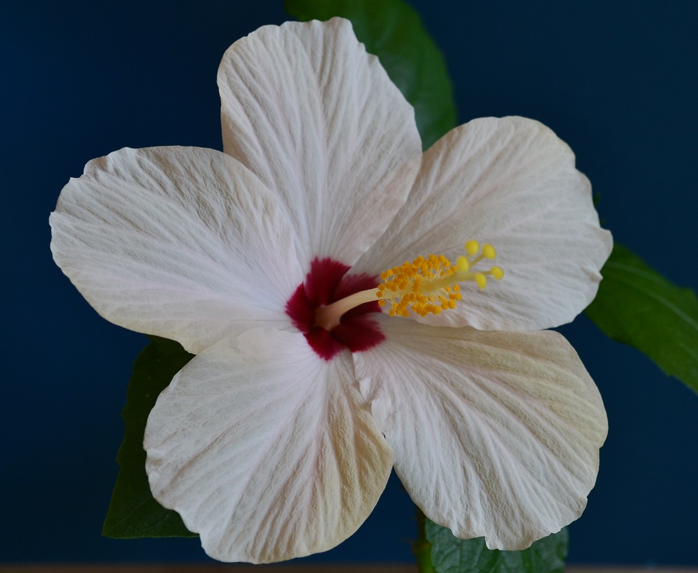 Hibiscus Cairo White