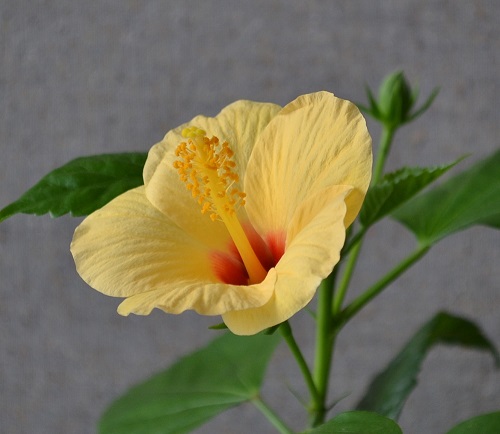 Гибискус Kyoto Yellow