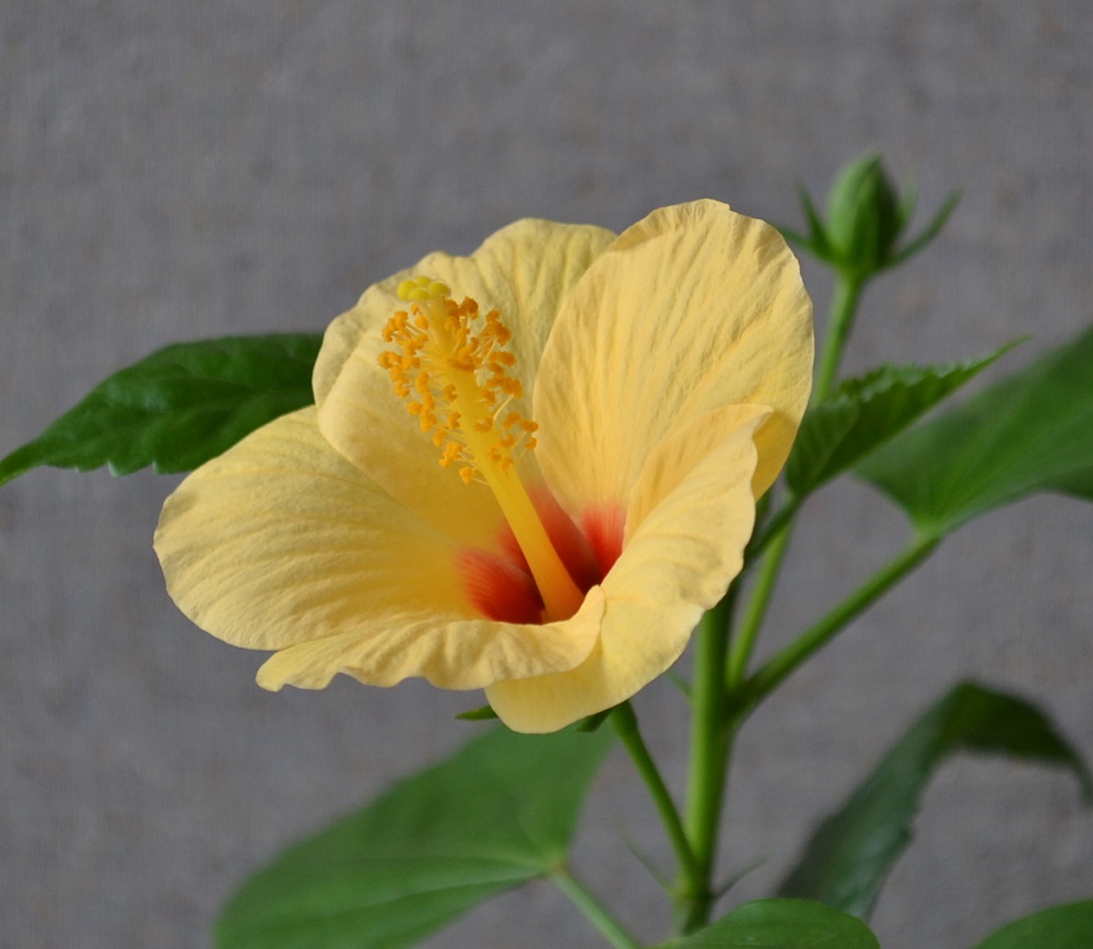 Гибискус Kyoto Yellow