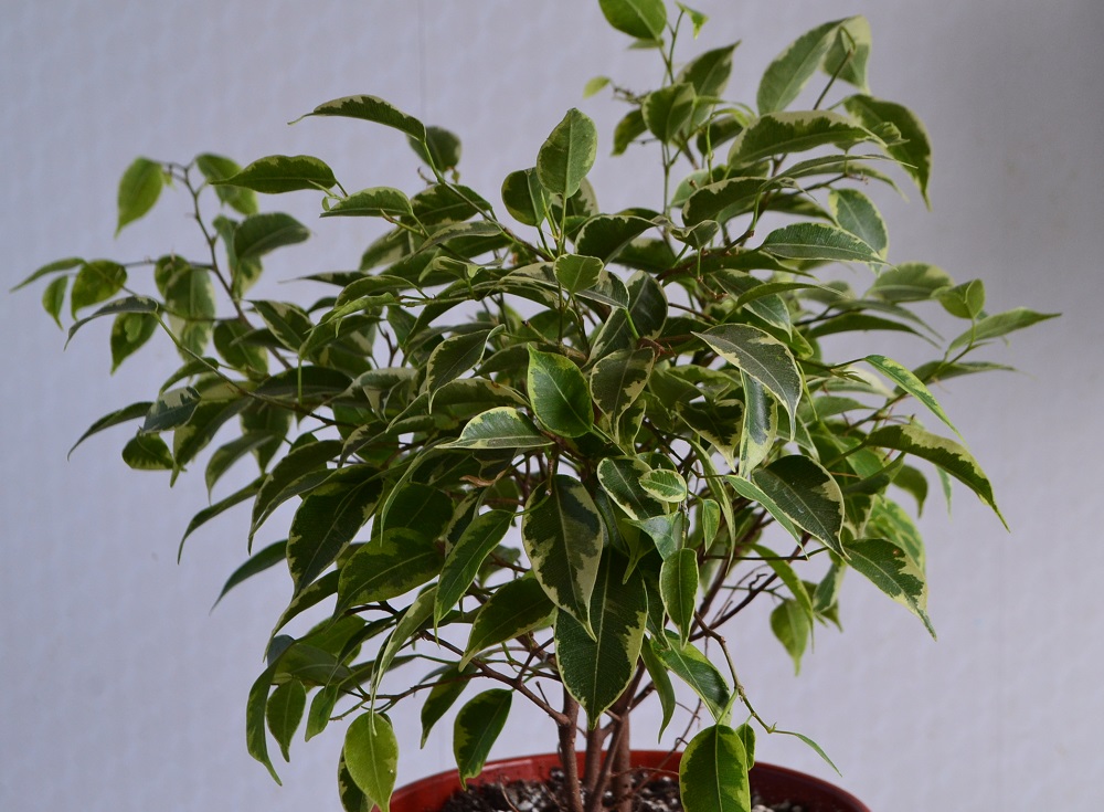 Фикус Бенджамина Кинки Green Kinky