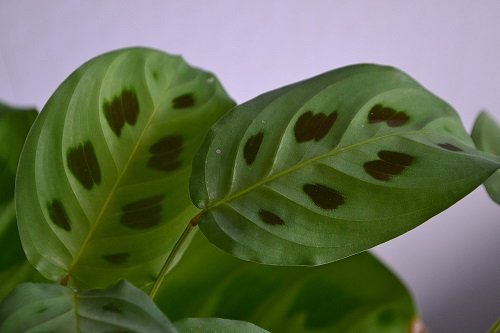   (Maranta Kerchoviana)