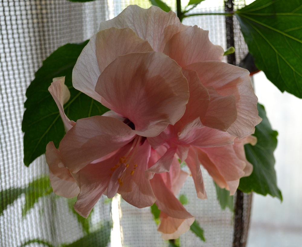 Hibiscus Single Classic Pink