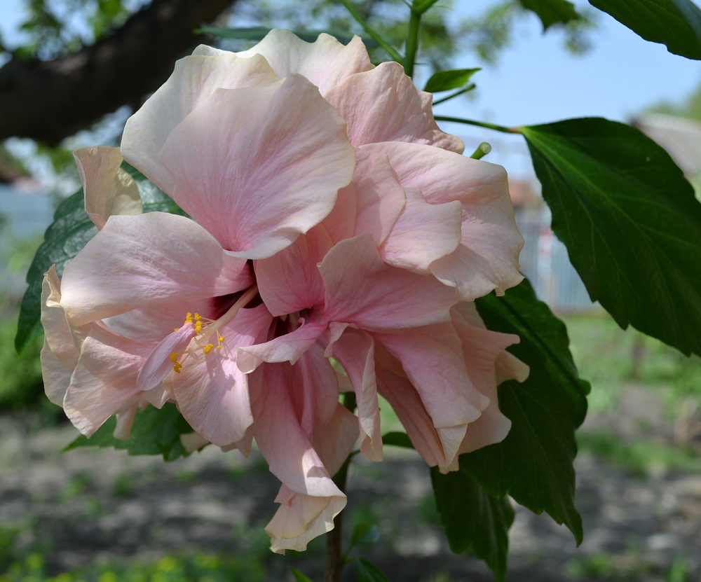   Classic Pink  