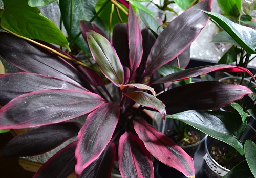  - Cordyline plant