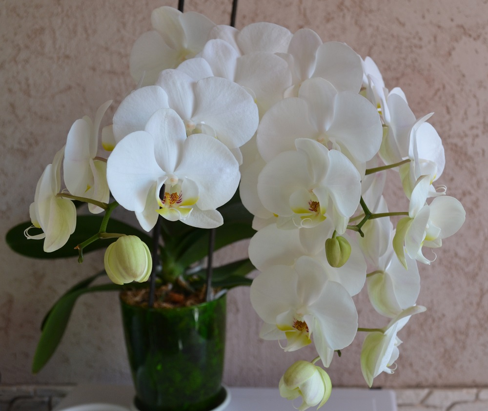 Домашняя орхидея в горшке