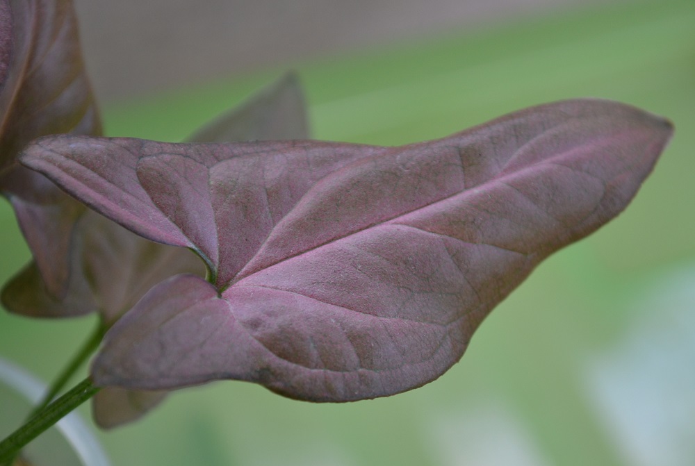    (Regina Red)  