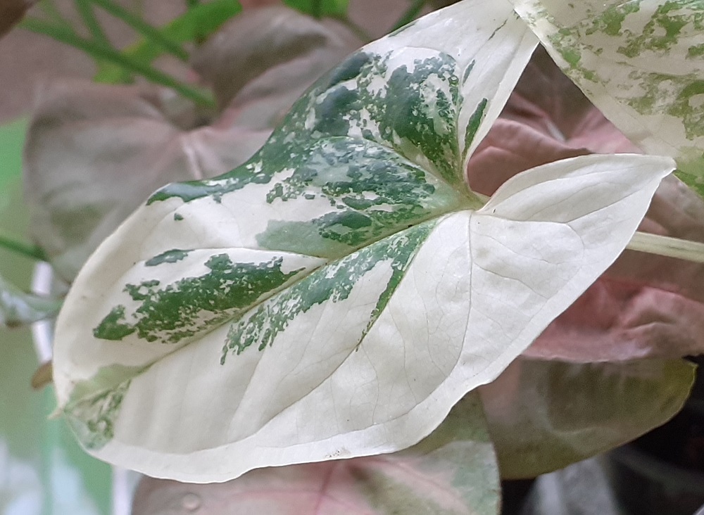    (Imperial White) 