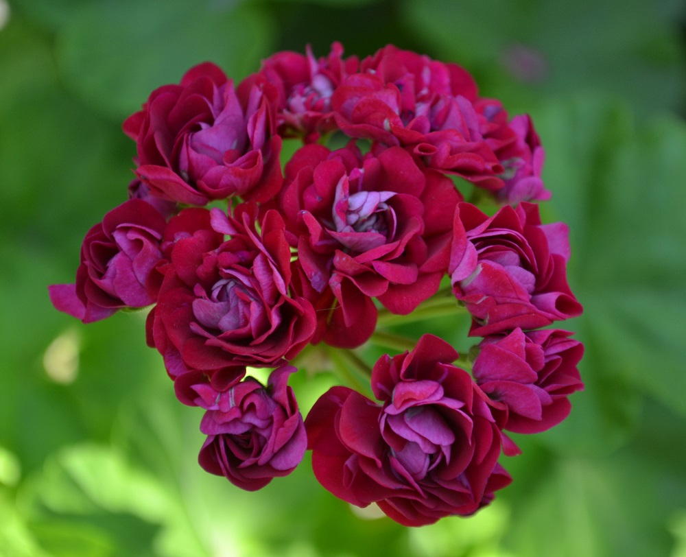 Пеларгония Plum Rambler