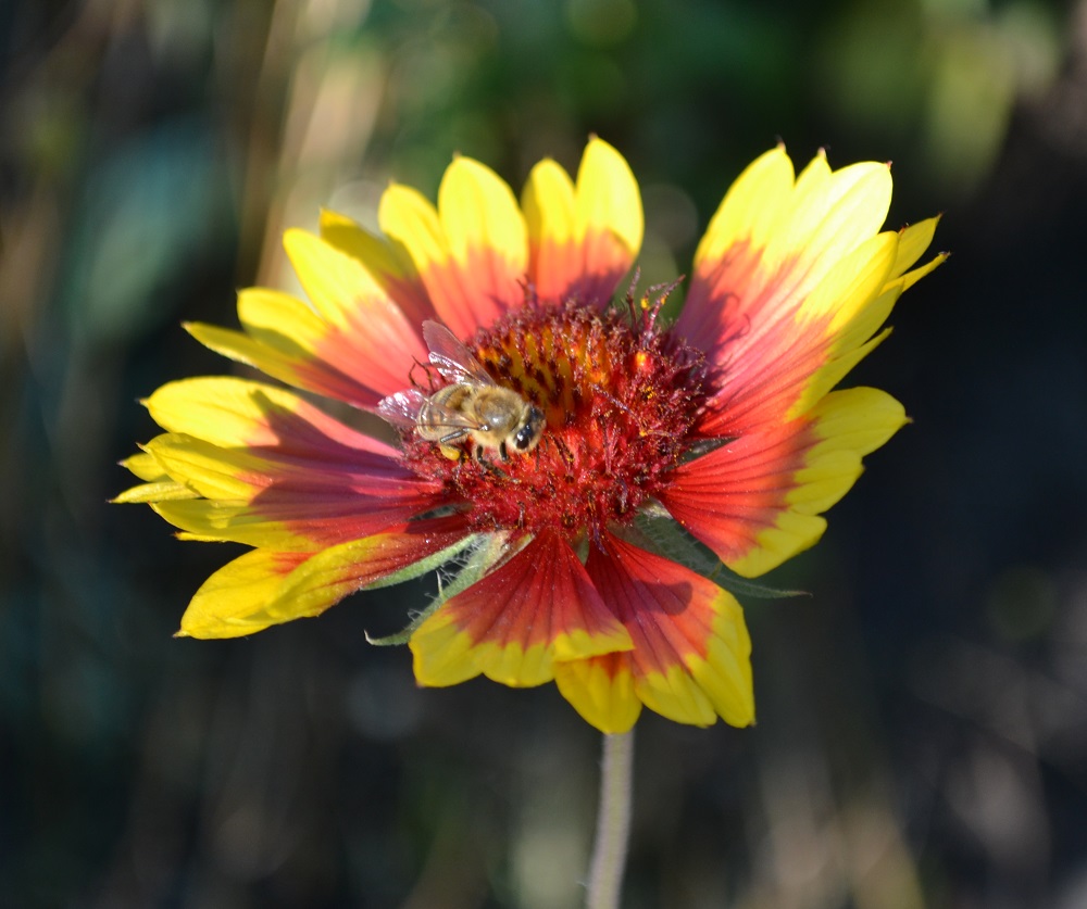 Гайлардия (Gaillardia)