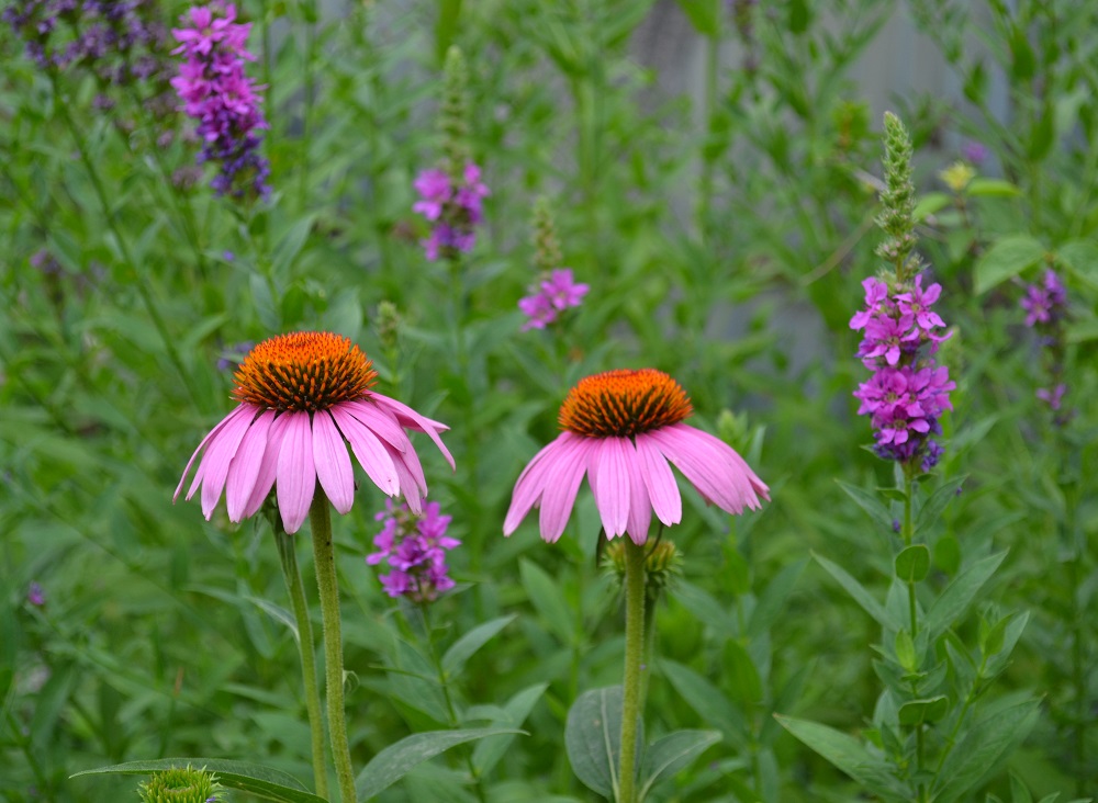   - Echinacea purpurea