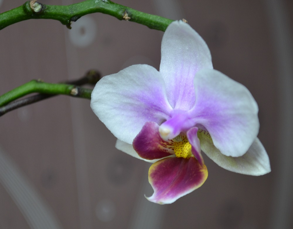 Цветочек орхидеи фаленопсис