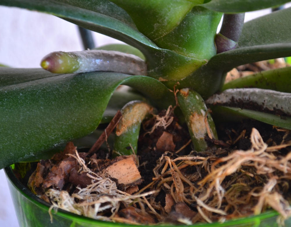 Корни орхидеи фаленопсис
