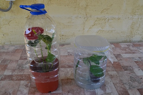 Мини парник из пластиковых бутылок