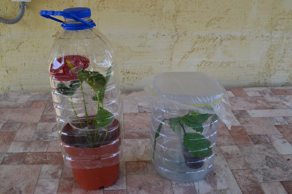 Теплица из пластиковых бутылок: пошаговая инструкция
